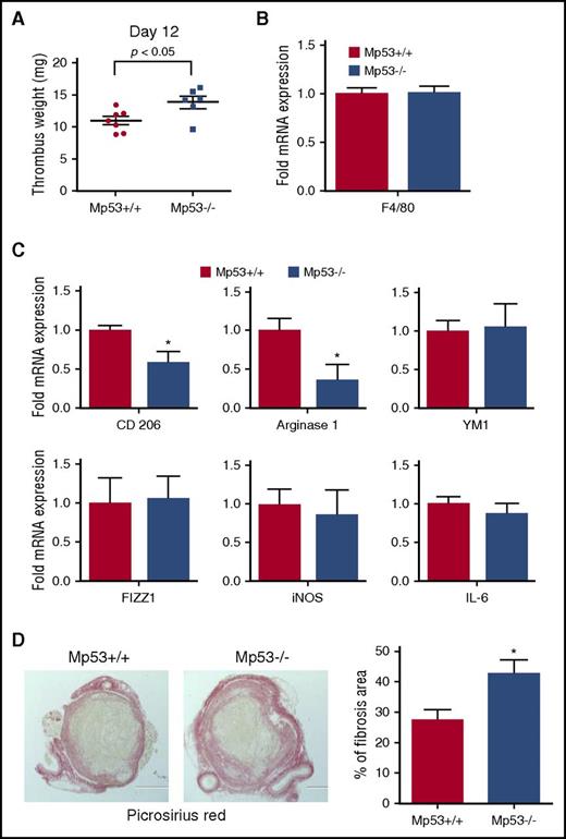 Figure 5. Myeloid cell-specific p53 deficiency impairs venous thrombus resolution. (A) Thrombus weights of Mp53+/+ and Mp53−/− mice 12 days after vena cava ligation (n = 7 Tp53+/+ and 6 Tp53−/−). *P < .05, Mp53+/+ vs Mp53−/− mice. (B) Intrathrombotic F4/80 mRNA expression at 12 days after vena cava ligation in Mp53+/+ and Mp53−/− mice, determined by qPCR. All values represent the mean ± SEM (n = 4 Tp53+/+ and 4 Tp53−/−). (C) Intrathrombotic mRNA expression of macrophage polarization markers at 12 days after vena cava ligation in Mp53+/+ and Mp53−/− mice, as determined by qPCR. All values represent the mean ± SEM (n = 4 Tp53+/+ and 4 Tp53−/−). *P < .05, Mp53+/+ vs Mp53−/−. (D) Histochemical analysis of intrathrombotic collagen content by Picrosirius Red staining at day 12 after vena cava ligation; original magnification ×100. Representative images from 4 to 5 independent mice of each genotype are shown. The intrathrombus collagen area was quantitated as a measure of fibrosis as described in “Methods.” All values represent the mean ± SEM (n = 5 Tp53+/+ and 4 Tp53−/− n= 4-5). *P < .05, p53 Mp53+/+ vs Mp53−/−.