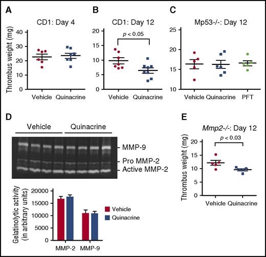 Figure 6. Quinacrine enhances venous thrombus resolution through myeloid p53-dependent and MMP-2-independent manners. (A) Thrombus weights of vehicle- and quinacrine-treated CD1 mice at (A) day 4 (n = 6-7 per group) and (B) day 12 (n = 5-6 per group), after vena cava ligation. (C) Thrombus weights of Mp53−/− mice at 12 days after vena cava ligation are unaffected after pretreatment with quinacrine (n = 6) or PFT (n = 5) compared with vehicle (n = 5). (D) Representative gel images of intrathrombotic MMP-2 and MMP-9 activities measured by gelatin gel zymography in day 8 venous thrombus samples from CD1 mice pretreated with vehicle (n = 4) or quinacrine (n = 4). Gel images were subjected to semiquantitative analysis as described in “Methods.” All values represent the mean ± SEM. (E) Thrombus weights of Mmp2−/− mice at 12 days after vena cava ligation following pretreatment with vehicle or quinacrine (n = 5 vehicle and 5 quinacrine).