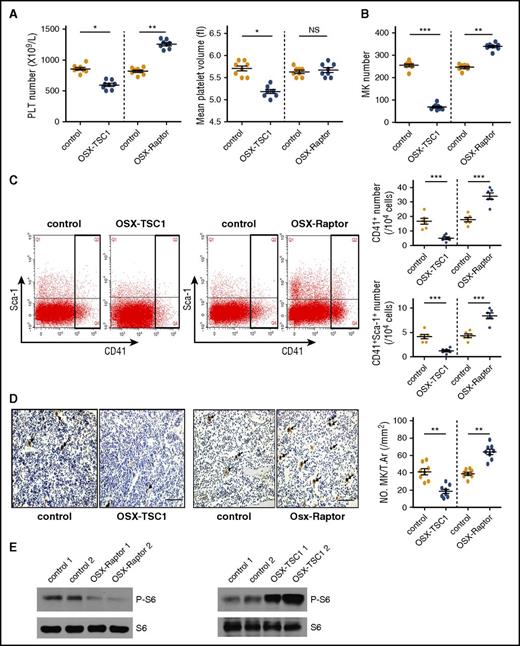 Figure 1. mTORC1 signaling in mouse osteoblasts regulates megakaryopoiesis and platelet (PLT) formation. (A) Platelet count and MPV in 3-week-old OSX-TSC1 and OSX-Raptor mice and control littermates (n = 8, Student unpaired t test). (B) BM of a femur and a tibia collected from OSX-TSC1 and OSX-Raptor mice stained with Wright and Giemsa dyes. Total numbers of MKs were counted (n = 8, Student unpaired t test). (C) Quantification of FACS analysis of the fraction of CD41+ MK lineage cells in OSX-TSC1 and OSX-Raptor mouse BM (n = 6, Student unpaired t test). (D) Femur sections of OSX-TSC1 and OSX-Raptor mice stained for VWF. Cells positive for VWF were counted under a microscope. Results represent mean MK number/mm2 (± standard error of the mean) for each group analyzed (40 sections from 8 mice) (n = 8, Student unpaired t test). Scale bar = 100 μm. (E) Western blot analysis of p-S6 (S235/236) expression in primary osteoblasts isolated from OSX-TSC1, OSX-Raptor, and control mice. S6 was used as a loading control. Data are representative of 3 independent experiments and are represented as mean ± standard deviation (SD). *P < .05; **P < .01; ***P < .001. NS, not significant; T.Ar, tissue area.