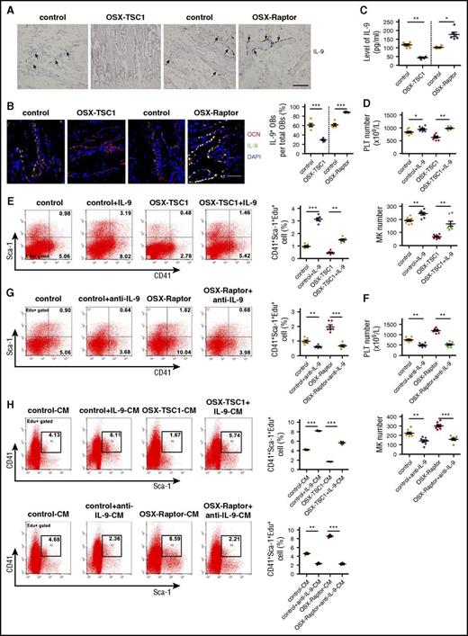 Figure 3. IL-9 produced by osteoblasts promotes MK lineage cell expansion and platelet formation. (A) In situ hybridization analysis of IL-9 mRNA expression and hematoxylin and eosin staining of mouse tibia at 3 weeks. Scale bar = 100 μm. (B) IL-9 expression in the BM microenvironment. Mouse femur sections at 3 weeks were labeled with antibodies against OCN (red) and IL-9 (green). Blue, nuclear DAPI staining. Scale bar = 30 µm. (See supplemental Figure 7.) (C) IL-9 levels in BM of OSX-TSC1, OSX-Raptor, and control mice at 3 weeks (n = 6, Student unpaired t test). (D) Peripheral blood platelet count and MK numbers in OSX-TSC1 and control mice injected IP with recombinant murine IL-9 (1 µg/kg per day) for 14 days (n = 8, Student unpaired t test). (E) Quantification of FACS analysis of CD41+Sca-1+ cells proliferation (Sca-1+CD41+Edu+) in BM of IL-9–treated mice (n = 6, Student unpaired t test). (F) Peripheral blood platelet count and MK numbers in OSX-Raptor and control mice bilateral intratibially injected into the marrow cavity with purified IL-9 antibody (40 μg) for 14 days (n = 8, Student unpaired t test). (G) Quantification of FACS analysis of proliferation rate of CD41+Sca-1+ cell proliferation (CD41+Sca-1+Edu+) in BM of IL-9 antibody-treated mice (n = 6, Student unpaired t test). (H) Quantification of FACS analysis of proliferation rate of CD41+Sca-1+ cells (CD41+Sca-1+Edu+) cultured in conditioned medium from Raptor- or TSC1-deficient osteoblast cultures supplemented with IL-9 antibody or IL-9 (n = 3, Student unpaired t test). Data are representative of 3 independent experiments and are represented as mean ± SD. *P < .05; **P < .01; ***P < .001. OB, osteoblast.