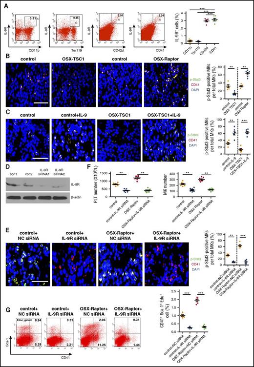 Figure 4. IL-9 promotes MK lineage cell expansion via activation of IL-9R/Stat3 signaling. (A) Quantification of FACS analysis of IL-9R expression in CD41+ MK, CD42d+ MK, CD11b+ granulocytic, and Ter119+ erythroid lineages in BM of 3-week-old mice (n = 6, Student unpaired t test). (B) Femur sections of OSX-Raptor, OSX-TSC1, or control mice at 3 weeks probed for expression of CD41 (red) and p-Stat3 (green). Blue, nuclear DAPI staining. Scale bar = 30 µm. (See supplemental Figure 10.) (C) Femur section of mice bilaterally injected IP with IL-9 (1 µg/kg per day) for 14 days and probed for expression of CD41 (red) and p-Stat3 (green). Blue, nuclear DAPI staining. Scale bar = 30 µm. (See supplemental Figure 11.) (D) OSX-Raptor and control mice at 3 weeks bilaterally intratibially injected into the marrow cavity with IL-9R or control siRNA for 10 days. The effect of specific siRNAs for IL-9R in BM cells was detected by western blot. (E) Femur section of treated mice immunolabeled for CD41 (red) and p-Stat3 (green). Scale bar = 20 µm. (See supplemental Figure 12.) (F) Platelet and MK counts (± standard error of the mean) of IL-9R siRNA-treat mice (n = 8, Student unpaired t test). (G) Quantitative analysis of proliferation rate in CD41+Sca-1+ cells (CD41+Sca-1+Edu+) in BM of IL-9 siRNA-treated mice (n = 6, Student unpaired t test). Data are representative of 3 independent experiments and are represented as mean ± SD. **P < .01; ***P < .001. Con, control; NC, no significance.