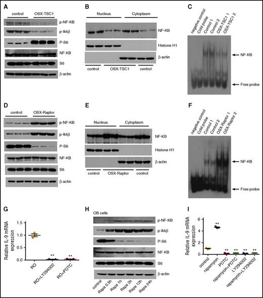 Figure 5. mTORC1 represses IL-9 transcription through inhibition of NF-κB signaling. (A) Western blot analysis of p-p65NF-κB (S653) and p-IKK-β (S180/181) in TSC1-deficient osteoblast. (B) Nuclear and cytosol localization of p65 in TSC1-deficient osteoblasts. Histone H1 and β-actin were used as nuclear and cytosolic protein markers, respectively. (C) EMSA of DNA binding activity of NF-κB to Il9 gene promoter in the TSC1 deletion or control osteoblasts. (D) Western blot analysis of p-p65NF-κB (S653) and p-IKK-β (S180/181) in Raptor-deficient osteoblast. (E) Nuclear and cytosolic localization of p65 in Raptor-deficient osteoblasts. Histone H1 and β-actin were used as nuclear and cytosol protein markers, respectively. (F) EMSA of DNA binding activity of NF-κB to Il9 gene promoter in the Raptor deletion or control osteoblasts. (G) IL-9 mRNA levels in Raptor-deficient osteoblasts (ROs) treated with NF-κB inhibitor (PDTC) or PI3-K/Akt inhibitor (LY294002), as detected by quantitative polymerase chain reaction (n = 3, 1-way ANOVA). (H) Western blot analysis of p-p65NF-κB (S653) and p-IKK-β (S180/181) in osteoblast (OB) cells treated with 50 nM rapamycin. (I) Quantitative polymerase chain reaction analysis of IL-9 mRNA levels in OBs treated with rapamycin (50 nM) and PDTC (50 μM), or LY294002 (50 μM) (n = 3, 1-way ANOVA). Data are representative of 3 independent experiments and are represented as mean ± SD. **P < .01.