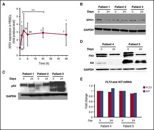 Figure 2. PDn. (A) XPO1 mRNA levels in PBMCs isolated from patients before and after the first dose of selinexor. Each point represents data from patients across all doses normalized to the predose level, with the number of patients per time point indicated on the graph. The Student t test was used to determine statistical significance (*P < .05; ***P < .0001 vs predose). (B-D) Assessment of protein and mRNA levels in patient-derived BM blasts. XPO1, p53, FLT3, and Kit protein levels were analyzed by western blot at baseline and near the end of cycle 1 (day 24). GAPDH was used as a loading control. (E) FLT3 and Kit mRNA levels from corresponding BM blast samples assayed in panel D.