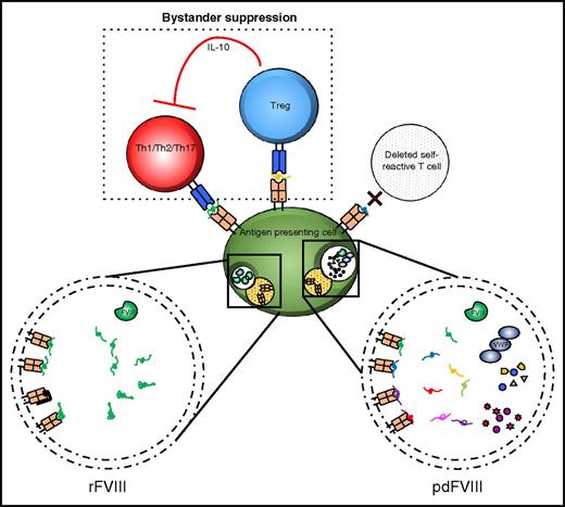 Figure 2. Antigenic competition and bystander suppression may play roles in mediating the decreased immunogenicity of pdFVIII. Plasma-derived concentrates contain additional protein constituents that compete with FVIII for MHC II presentation. As a result, there is a decreased probability that a given antigen-presenting cell will simultaneously express FVIII-bound MHC class II cells and interact with an FVIII-specific CD4+ T cell. Similarly, Tregs against other protein components in pdFVIII may elicit bystander suppression that either inhibits FVIII-specific T cells or polarizes their differentiation into Tregs.