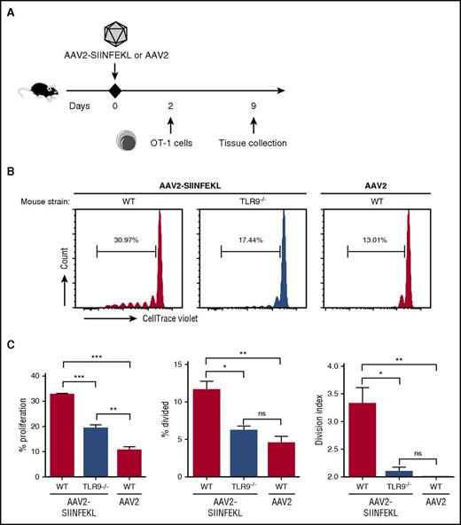 Figure 2. TLR9 is required for proliferation of transgenic capsid-specific CD8+ T cells. WT or TLR9−/− mice were injected with AAV2-SIINFEKL or unmodified AAV2 (n = 3/group). Two days later, CD8+ T cells were magnetically isolated from OT-1 mice, labeled with CTV, and adoptively transferred at 5 × 106 cells/mouse. (A) Timeline. (B) Representative plots of proliferation of adoptively transferred OT-1 cells. (C) Quantification of the percent proliferation, percent divided (percent of original cells that divided at least once), and the division index (the average number of cells that a dividing cell became). Data points are averages ± SEM. P values: (C) percent proliferation, ***P < .0001 for WT vs TLR9−/−, ***P =.0002 for WT vs WT(AAV2), **P =.007 for TLR9−/− vs WT(AAV2); percent divided, *P =.02 for WT vs TLR9−/−, **P =.007 for WT vs WT(AAV2); division index, *P =.02 for WT vs TLR9−/−, **P =.006 for WT vs WT(AAV2). ns, not significant.