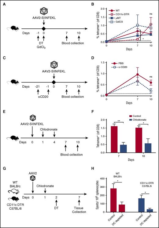 Figure 3. Conventional DCs, but not macrophages or B cells, are necessary for anti-capsid CD8+ T-cell responses. (A) Experimental timeline of WT, CD11c-DTR, gadolinium chloride (GdCl3)-treated, or μMT mice that were IM injected with AAV2-SIINFEKL (n = 4/group). CD11c-DTR mice received diphtheria toxin (DT) on days −1 and 0. Mice received GdCl3 on days −1 and 0. (B) Quantification of capsid-specific CD8+ T-cell response in peripheral blood of APC-depleted mice as a function of time. (C) Time-course of anti-CD20 depletion experiment. WT mice received phosphate-buffered saline (PBS) or anti-CD20 in 2 doses 3 weeks apart. One day after the second injection, mice were IM injected with AAV2-SIINFEKL, and capsid-specific CD8+ T-cell responses were assessed 7 days later (n = 4/group). (D) Quantification of capsid-specific CD8+ T-cell response. The dotted line at 0.1% represents the limit of detection of capsid-specific CD8+ T cells using the tetramer. Data points are averages ± SEM. (E) Time-course of DC depletion with chlodronate liposomes, and (F) quantification of capsid-specific CD8+ T-cell response. (G) Time-course of AAV2 administration and DC depletion in CD11c-DTR mice using DT or WT BALB/c mice using chlodronate liposomes, followed by measurement of CD8+ T-cell frequency of response to native capsid epitopes. (H) Quantitation of IFN-γ ELISPOT assays (n = 4/group; data are averages ± SEM for epitope-stimulated minus mock-stimulated cultures). P values: (B) *P =.02 for WT vs CD11c-DTR; (F) **P =.005 for day 7 and *P =.02 for day 10; (H) *P =.03 for both experiments. ns, not significant.