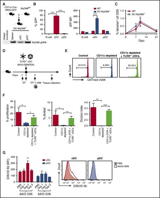 Figure 4. AAV capsid is MHC I presented by cDCs, which do not require intrinsic TLR9-MyD88 signaling. (A) Transgenic mice expressing Cre recombinase under the control of a CD11c promoter were crossed with mice containing a MyD88 gene flanked by loxP sites. The resulting animals were termed DC-MyD88−/− mice. Genomic DNA was isolated and polymerase chain reaction analysis of MyD88 was performed (100 ng DNA/sample), along with genomic DNA from a global MyD88−/− mouse (that had been generated by others by Cre excision from the same MyD88fl/fl strain) to confirm that detection is lost after Cre-mediated excision. (B) Spleens were harvested from WT or DC-MyD88−/− mice (n = 4-5/group) and analyzed for Cre expression using the GFP transgene in B cells (CD19+), cDCs (CD11c+ PDCA-1−), and pDCs (CD11cint PDCA-1+). Percent GFP+ was calculated via Overton subtraction using WT mice as a control, and GFP mean fluorescence intensity in each cell population was quantified. (C) WT or DC-MyD88−/− mice were IM injected with AAV2-SIINFEKL and tetramer-positive cells were quantified over time (n = 4/group). The dotted line at 0.1% represents the limit of detection of capsid-specific CD8+ T cells using the tetramer. (D) Experimental outline of TLR9−/− cDC adoptive transfers. CD11c-DTR mice received 100 ng DT in order to deplete endogenous cDC. Mice then either received both AAV2-SIINFEKL (IM) and 3 to 4 × 106 cDC from TLR9−/− mice or AAV2-SIINFEKL only. Another group of mice that received AAV2-SIINFEKL but no DT served as positive control for the immune response, and is labeled as “Control.” Mice were injected with 5 × 106 CTV-labeled OT-1 cells 2 days later. (E) Representative plots of proliferation of adoptively transferred OT-1 cells. (F) Quantification of the percent proliferation, percent divided (percent of original cells that divided at least once), and the division index (the average number of cells that a dividing cell became). (G) Detection of capsid antigen presentation in inguinal lymph node by staining with a phycoerythrin-labeled antibody specific to SIINFEKL/H-2Kb as a function of time after IM injection of 1 × 1011 vg of AAV2-SIINFEKL vector in WT C57BL/6 mice. Shown are average mean fluorescence intensity ± SEM for cDCs (CD11chi, PDCA-1−) and pDCs (CD11cmid, PDCA-1+) 1, 2, or 3 days after vector injection (n = 4, 4, or 2, respectively). Cells from PBS-injected mice, analyzed in parallel, serve for baseline level of staining (n = 4). Also shown is a representative histogram for a PBS- vs vector-injected (2-day time point) mouse. P values: (B) ***P < .0001 for differences in % GFP, **P =.003 for MFI; (F) percent proliferation, *P =.025 for control vs depleted and *P =.048 for depleted vs “+ TLR9−/− cDCs”; percent divided, *P =.025 for control vs depleted and **P =.003 for depleted vs “+ TLR9−/− cDCs”; division index, **P =.0025 for control vs depleted and ***P < .0001 for depleted vs “+ TLR9−/− cDCs”; (G) **P < .01 by ANOVA. GFP, green fluorescent protein.