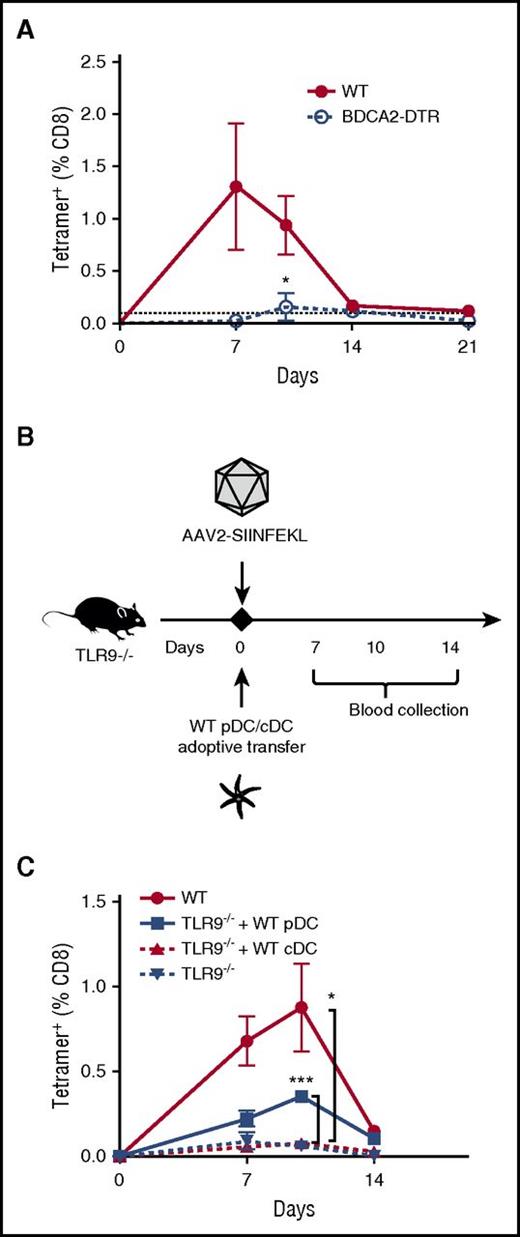 Figure 5. TLR9 is specifically required in pDCs for capsid-specific CD8+ T-cell responses. (A) WT or BDCA2-DTR mice were IM injected with AAV2-SIINFEKL, and tetramer-positive cells were quantified over time (n = 4/group). BDCA2-DTR mice received DT intraperitoneally 3×/week. Statistically significant decrease compared with the response in WT mice is indicated. (B) Timeline of WT DC adoptive-transfer experiments. TLR9−/− mice (n = 4-5/group) were recipients of adoptively transferred WT pDC (3 × 106 cells) or WT cDC (5 × 106 cells), or nothing. On the same day, all mice were IM injected with AAV2-SIINFEKL. WT C57BL/6 mice served as a positive control. (C) Quantification of capsid-specific CD8+ T-cell responses over time in TLR9−/− mice that received either WT pDC, WT cDC, or nothing. The dotted line at 0.1% represents the limit of detection of capsid-specific CD8+ T cells using the tetramer. Data points are averages ± SEM. Statistically significant increases compared with responses in TLR9−/− mice that did not receive cell transfer are indicated. P values: (A) *P =.046; (C) ***P =.0002 for WT vs “TLR9−/− + WT pDC”; *P =.049 for TLR9−/− vs TLR9−/−.