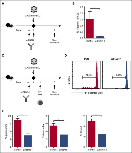 Figure 6. Blocking the IFN I receptor eliminates capsid-specific CD8+ T-cell responses. (A) Experimental timeline. WT mice received PBS or αIFNAR-1 antibody 1 day before IM injection of AAV2-SIINFEKL (n = 4/group). Capsid-specific CD8+ T-cell responses were assessed 7 days later. (B) Quantification of tetramer-positive cells from peripheral blood of control or treated mice. The dotted line at 0.1% represents the limit of detection of capsid-specific CD8+ T cells using the tetramer. (C) Experimental timeline of OT-1 adoptive-transfer experiments. WT mice received PBS or αIFNAR-1 antibody 1 day before IM injection of AAV2-SIINFEKL (n = 4/group). Mice were injected with 5 × 106 CTV-labeled OT-1 cells 1 day later. (D) Representative plots of proliferation of adoptively transferred OT-1 cells. (E) Quantification of the percent proliferation, percent divided (percent of original cells that divided at least once), and the division index (the average number of cells that a dividing cell became). Data points are averages ± SEM. P values: (B) *P =.04; (E) **P =.004 for percent proliferation, *P =.014 for division index, **P =.007 for percent divided.