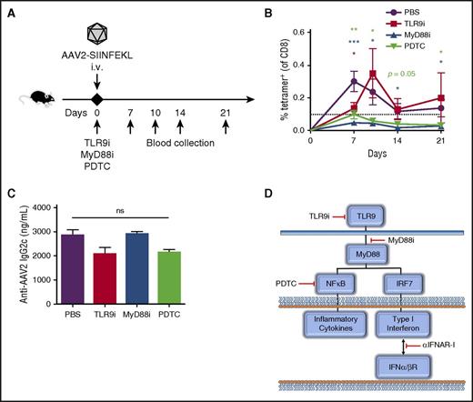 Figure 7. Inhibitors of TLR9 or its downstream signaling block the capsid-specific CD8+ T-cell response. (A) Experimental timeline. TLR9i, MyD88i, pyrrolidine dithiocarbamate, or PBS were IV co-injected with 1 × 1011 vg AAV2-SIINFEKL into WT C57BL/6 mice. (B) Tetramer-positive CD8+ T cells were quantified over time in peripheral blood (n = 4/group). (C) Anti-AAV2 immunoglobulin 2c antibodies were quantified by enzyme-linked immunosorbent assay 2 months post-injection. (D) Cartoon indicating specific targets of the TLR9 signaling pathway blocked by the small molecule inhibitors and antibody used in this study. Data points are averages ± SEM. Statistical comparisons are made relative to mice that received only vector in PBS. ns, not significant; PDTC, pyrrolidine dithiocarbamate.