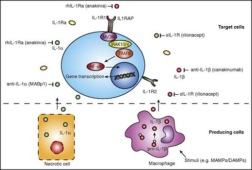 Figure 3. Potential therapeutic targets on the IL-1 pathway and available IL-1–targeting therapies. Production of IL-1β, mainly by monocytes, macrophages, and dendritic cells, requires a stimulus such as MAMPs or DAMPs. IL-1α does not require a stimulus, and is released upon cell necrosis (bottom panel). IL-1α and IL-1β bind to the IL-1R1 and induce further intracellular signaling pathways, whereas IL-1R2 functions as a decoy receptor for IL-1. Various agents are available that target specific components of the IL-1 pathway. rhIL-1Ra anakinra targets both IL-1α and IL-1β, as does the sIL-1R rilonacept. Specific antibodies targeting IL-1α or IL-1β are MABp1 and canakinumab, respectively. Both IL1RAP, a coreceptor of the IL-1R1, and IRAK1, a kinase downstream of the IL-1R1, have also been suggested potential targets for treatment of hematological malignancies. MyD88, myeloid differentiation primary response 88; rhIL-1Ra, recombinant human IL-1Ra; sIL-1R, soluble IL-1R; TRAF6, TNF receptor–associated factor 6.