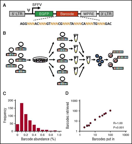Figure 1. Construction and validation of an equimolar barcode library. (A) Structure of the barcode linker. The linker contains a variable sequence part that consists of triplets of random (N) nucleotides that generate barcode diversity, flanked by fixed nucleotides that facilitate barcode retrieval in deep sequencing results. EGFP, enhanced green fluorescent protein. (B) Schematic representation of barcode library production and barcoding protocol. (C) Frequency distribution of barcodes in a 500-barcode library, determined by polymerase chain reaction and deep sequencing. (D) Correlation between the number of barcodes in samples submitted for sequencing and the number of barcodes retrieved in deep sequencing results.