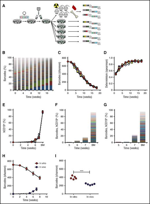 Figure 2. Validation of the barcoding method in vitro and in vivo. (A) Experimental design. (B) Barcode composition in 1 representative cell culture; each color represents 1 barcode. (C) Quantification of barcode complexity in vitro. (D) Determinism in vitro barcode composition over time, calculated as Spearman rank coefficient between sequential passages of the same parallel culture. (E) In vivo human chimerism in xenografts of barcoded SupB15 leukemia cells, measured by flow cytometry for human CD19+ cells. One mouse did not engraft. (F-G) Barcode composition in blood at 5, 6, and 7 weeks after transplant and bone marrow (BM) of SupB15 xenografts. Each color represents 1 barcode; the height of the bars corresponds to the level of human chimerism. Depicted are 2 representative xenografts. (H) Comparison of barcodes in murine blood and in the in vitro culture over time. (I) Comparison of barcode clones in BM at the time of euthanization with in vitro clonality at the corresponding time points.