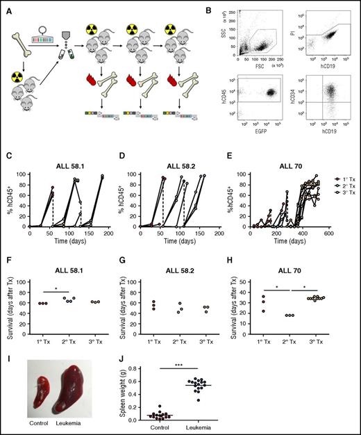 Figure 3. Lentiviral barcoding of primary pediatric leukemia. (A) Experimental design. (B) Gating strategy for flow cytometric detection of human leukemia cells in mouse blood. FSC, forward scatter; SSC, side scatter. (C-E) Percentage of human chimerism (%hCD45+ of live cells) in blood of serial xenografts of patient-derived leukemia. Connected dots represent samples from a single mouse. (F-H) Survival of serial xenografts of patient-derived leukemia. Each dot represents a single mouse. (I-J) Spleen size in control and leukemic mice. Each dot is 1 mouse. ***P < .001.