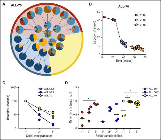 Figure 5. Clonal selection upon serial transplantation (Tx). (A) Barcode composition in serial xenografts of donor ALL-70. Each circle represents 1 mouse. Primary xenografts are depicted in the center gray circle; arrows connect each donor to its serial recipients. The background colors mark descendants of the same ancestor. (B) Quantification of barcode complexity in blood of serial xenografts of donor ALL-70. Each dot represents 1 mouse at a certain time point. Dashed lines connect the donor to its serial recipients. (C) Barcode complexity in spine bone marrow of serial recipients. Each dot represents 1 mouse. Detailed information on bone marrow composition of all recipients of ALL-58 can be found in supplemental File 11. (D) Degree of determinism in barcode composition between recipients of the same donor is expressed by Spearman rank coefficient. For example, for donor ALL-70, we calculated Spearman rank coefficients for barcode composition in spine bone marrow among the 3 primary recipients (A, gray circle), between the secondary recipients, and between their tertiary recipients. Only mice receiving the same cell dose (red and yellow area) are plotted.