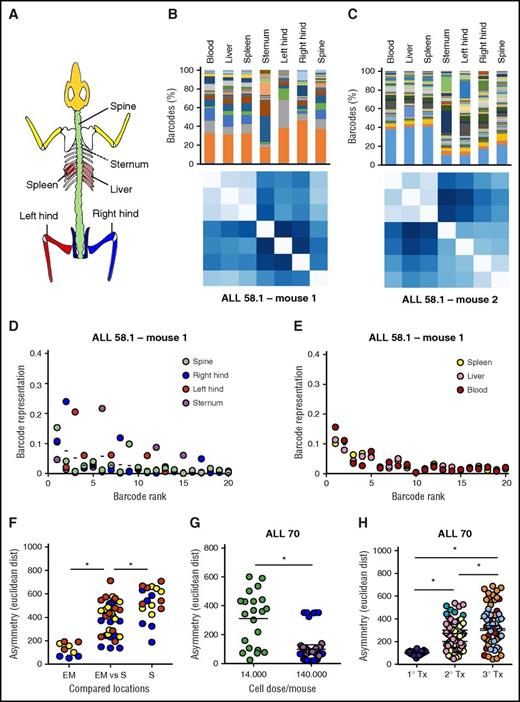 Figure 6. Asymmetric distribution of patient-derived LSC clones in murine xenografts. At euthanization of the mice, leukemia cells from patient-derived xenografts were isolated from 7 anatomic locations; barcode composition was determined by polymerase chain reaction and deep sequencing. (A) Schematic representation of the skeletal locations analyzed. (B,C) Anatomic distribution of barcoded clones in 2 representative xenografts of ALL-58.1. (Top) Relative barcode abundance per location. Each color is 1 barcode clone. (Bottom) Similarity in clonal distribution, assessed by Euclidean distance (for detailed information on methods, see supplemental File 8). (D-E) Relative clonal abundance per anatomic location. Clones are ranked based on their overall abundance (x-axis). The y-axis shows the relative abundance of each clone to the total pool in 1 location. Dots on the same vertical line reflect the size of a particular clone in different anatomic locations. The mean contribution of each clone is shown with a horizontal line. (F-H) Clonal diversity related to anatomical location (F); transplanted cell dose (G) or serial transplantation (H). Depicted are Euclidean distances over all combinations of anatomic locations within individual mice. Different colors are used to depict individual mice.