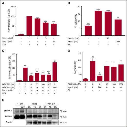 Figure 2. Necrostatin-1 inhibits lysis in a RIPK-1-independent manner. (A) HT-29 cells were pretreated without or with 1 μM or 5 μM Nec-1s or 50 μM Nec-1, and then stimulated with or without CHX, zVAD-fmk, and TNFα (CZT), as described in “Methods.” After 22 hours, LDH in supernatants was measured. Bars represent the mean of 3 experiments ± SEM. P values were determined using a 1-way ANOVA and Tukey posttest (**P < .01; ***P < .001 vs CZT). (B) PMN were pretreated without or with 20 μM Nec-1s or 200 μM Nec-1, and then were either left in buffer alone or challenged with SA, as indicated. After 3 h, LDH in supernatants was measured. Bars represent the average of at least 3 separate experiments ± SEM. P values were determined using a 1-way ANOVA and Tukey posttest (**P < .01; ***P < .0001 vs SA). (C) HT-29 cells were pretreated without or with Nec-1, varied concentrations of GSK’963 (active inhibitor) or of GSK’962 (inactive enantiomer), and then stimulated with or without CHX, zVAD-fmk, and TNFα (CZT), as described in “Methods.” After 22 hours, LDH in supernatants was measured. Bars represent the mean of at least 3 experiments ± SEM. P values were determined using a 1-way ANOVA and Tukey posttest (*P < .05 vs untreated; #P < .05 vs GSK’962; ^P < .05 vs CZT). (D) PMN were pretreated without or with Nec-1 or varied concentrations of GSK’963. PMN were either left in buffer alone or challenged with SA as indicated. After 3 h, LDH in supernatants was measured. Bars represent the average of at least 3 separate experiments ± SEM. P values were determined using a 1-way ANOVA and Tukey posttest (*P < .05 vs untreated; #P < .05 vs SA). (E) Nonreduced lysates from untreated and CZT-treated HT-29, PMN, and PMN-SA were analyzed by immunoblot for RIPK-1, phosphorylated-RIPK-1, and, in the PMN samples, β-actin. Shown is a representative of 3 separate experiments. Samples were separated in lanes on the same gel, but were noncontiguous. Splicing is denoted with a thin vertical line.