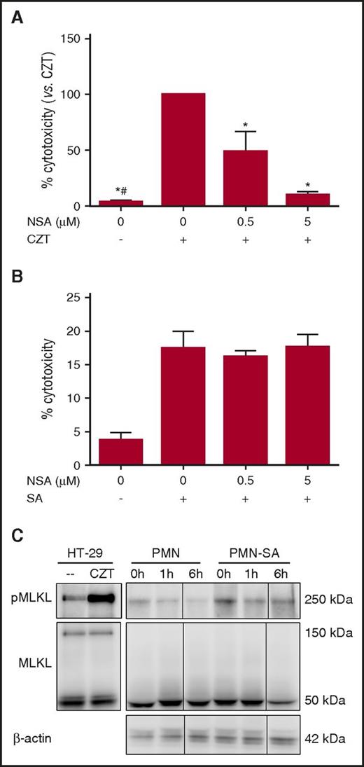 Figure 5. Lysis of PMN-SA is MLKL-independent. (A) HT-29 cells were pretreated with 0, 0.5, or 5 μM NSA and then stimulated with or without CHX, zVAD-fmk, and TNFα (CZT), as described in “Methods.” After 22 hours, LDH in supernatants was measured. Bars represent the mean of 3 experiments ± SEM. P values were determined using a repeated measures 1-way ANOVA and Tukey posttest (*P < .05 vs CZT and #P < .05 vs 0.5 μM NSA). (B) PMN were pretreated with or without 0, 0.5, or 5 μM NSA, and then left in buffer alone or challenged with SA, as described in “Methods.” After 3 h, LDH in supernatants was analyzed. Bars represent the average of at least 3 separate experiments ± SEM. (C) Nonreduced lysates from treated and untreated HT-29 cells, PMN, and PMN-SA were immunoblotted and probed for MLKL, phosphorylated-MLKL, and, in the PMN samples, β-actin. Shown is a representative of 3 experiments. Samples were separated in lanes on the same gel, but were noncontiguous. Splicing is denoted with a thin vertical line.