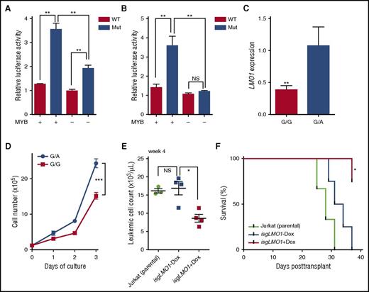 Figure 2. LMO1 enhancer mutation analyses for transcription activity in vitro and leukemia progression in vivo. (A) Jurkat cells were transfected with a reporter gene construct with WT sequence or LMO1 enhancer mutation, and transcription activation was quantified by luciferase activity relative to Renilla. LMO1 mutant enhancer activity was significantly diminished upon downregulation of MYB by short interfering RNA (siRNA). (B) In HEK293T cells, LMO1 enhancer mutation drove luciferase transcription only when MYB was ectopically expressed. (C) LMO1 overexpression was abrogated upon conversion of the LMO1 mutant allele to the WT allele in Jurkat cells, using CRISPR/Cas9 genomic engineering. (D) Engineered Jurkat cells with WT genotype at the LMO1 enhancer locus also showed a significantly lower rate of proliferation compared with parental Jurkat cells. (E) Jurkat cells were transduced with lentiviral vectors encoding constitutive Cas9 and isgLMO1. Parental Jurkat or CRISPR/Cas9-engineered cells were injected into sublethally irradiated NOD.Cg-PrkdcscidII2rgtm1Wjl/SzJ recipient mice. Mice bearing genome-edited Jurkat cells were split into 2 groups: with vs without doxycycline (Dox) treatment (ie, with vs without LMO1 enhancer deletion). (F) Leukemia progress was monitored weekly by complete blood count and flow cytometry quantification of human CD45 cells in peripheral blood. Median survival for mice bearing parental cells or isgLMO1 cells without doxycycline treatment was 29.5 and 32.5 days, respectively, whereas doxycycline-treated mice bearing isgLMO1 cells remained alive at the end of this experiment. Statistical significance of the differences was estimated by using 2-sided Mann-Whitney-Wilcoxon test (A-C, E), 2-way analysis of variance (D), or log-rank test (F); *P < .05, **P < .01, and ***P < .001. NS, not significant.