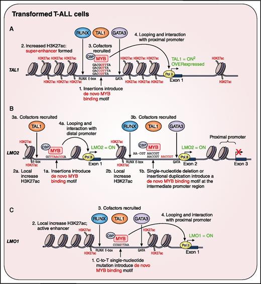 Somatic noncoding mutations create de novo transcription factor binding sites near the TAL1, LMO1, and LMO2 transcription oncogenes in T-ALL. (A) Insertions in the upstream noncoding elements of TAL1 create a de novo MYB binding site that leads to recruitment of coactivators and the formation of an H3K27ac-positive super-enhancer that drives oncogenic TAL1 expression. (B) Similarly, indels create de novo MYB binding sites at either (1) an upstream distal enhancer leading to distal promoter activation or (2) an intermediate promoter in intron 1, which both can drive LMO2 oncogene activation. (C) A single nucleotide mutation creates a de novo MYB binding motif in a distal enhancer element of the LMO1 proto-oncogene. CBP, CREB-binding protein. Professional illustration by Patrick Lane, ScEYEnce Studios.
