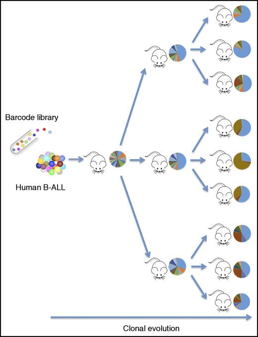 Cellular barcoding provides a clonal fate map of primary human ALL cells passaged through serial transplantation in immunodeficient mice. The clonal distribution patterns (circles) are adapted from 1 experiment in the study by Belderbos et al that begins on page 3210. B-ALL, B-progenitor cell ALL.