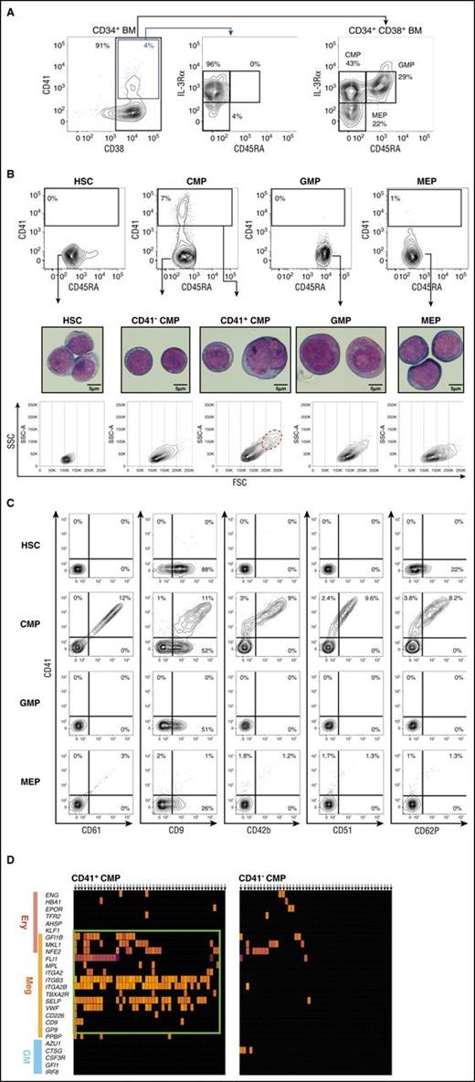 Figure 2. CD41 is expressed exclusively in a fraction of CMPs. (A) Gating strategy for BM HPCs (CMP, GMP, MEP) is shown.7 CD41 expression was concentrated in the CD38+ IL-3RαdimCD45RA− population, which is identical to the CMP immunophenotype. (B) CD41 expression patterns in human BM HSPC fractions (top). CD41 was solely and exclusively expressed in CMPs (7.9% ± 3.2%) but not in GMPs (0.0% ± 0.2%) or MEPs (0.3% ± 0.4%). Representative FACS plots are shown. Morphological characteristics of HSPCs were examined via May-Grünwald-Giemsa staining (scale bars, 5 μm). CD41+ CMPs showed immature morphological features resembling those of HSCs and CD41− CMPs. A fraction of CD41+ CMPs (1.2% ± 0.8%; n = 3) consisted of polyploid cells, indicating initiation of the endomitotic process for megakaryocyte development (middle). Side-scatter/forward-scatter (SSC/FSC) dot plots of each HSPC fraction (bottom). CD41+ CMPs were heterogeneous in size compared with other populations. Polyploid cells were highly enriched in FSChigh fraction (red dotted circle). (C) CD41+ CMPs expressed various megakaryocyte lineage markers. To avoid the effects of spectral overlaps, combinations of PE- and APC-conjugated antibodies were used. (D) Single-cell gene expression profiles of CMPs. Most CD41+CMPs, but not CD41−CMPs, expressed megakaryocyte-specific genes at high levels.