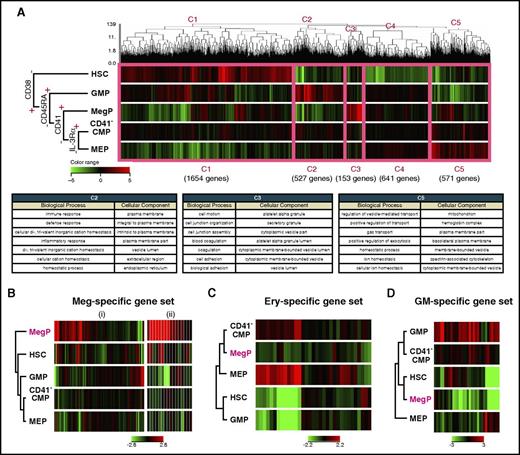 Figure 5. MegP transcriptome was distinct from those of other HSPCs. (A) Gene expression profiling of BM-derived HSPCs analyzed by microarray. Unsupervised hierarchical clustering analysis on differentially expressed genes among analyzed populations is shown in the dendrogram together with a heat map representing gene expression level by color (top). The thick pink line demarcates 5 distinct clusters (C1-C5). C2, C3, and C5 genes were upregulated in lineage-committed HPCs (GMPs, MegPs, and MEPs, respectively). The biological meanings of C1-C5 cluster genes were investigated using the Database for Annotation, Visualization and Integrated Discovery tool, and results are listed in the table (bottom). (B-D) Gene expression patterns of hematopoietic lineage-affiliated gene sets are shown in heat map displays. MegPs predominantly expressed megakaryocyte-specific genes. The following two gene sets were obtained from the Molecular Signatures Database: (i) REACTOME PLATELET ACTIVATION SIGNALING AND AGGREGATION and (ii) REACTOME PLATELET ADHESION TO EXPOSED COLLAGEN. Ery, erythroid.