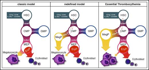 Figure 7. Revised model of human megakaryocyte development. Unipotent MegP defined by CD41 expression in the CMP fraction branches off from the early stage of hematopoietic hierarchy. EryP, unipotent erythrocyte progenitor.
