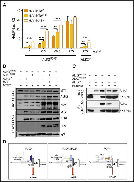 Figure 2. Molecular pathogenesis of the novel form of IRIDA. (A) Hep3B cells were transfected with Hamp-Luc and thymidine kinase promoter–Renilla luciferase reporter plasmid, with fixed concentrations of HJV and MT2wt or MT2I212V and with increasing concentrations (from 8.3-275 ng/mL) of ALK2R258S. As a negative control of MT2 function, we used the inactive protease MT2MASK, the human homolog of the mouse variant that lacks the protease domain4 and does not inhibit hepcidin.5 Cells transfected with the highest (275 ng/mL) concentration of ALK2wt were used as control. Forty-two hours after transfection, cells were lysed, and luciferase activity was measured. The experiments were performed three times in triplicate. A representative experiment is shown. **P < .01; ***P < .001; ****P < .0001. (B) HeLa cells were transfected with MT2HA in the presence or absence of HJV. When indicated, cells were also transfected with ALK2wt-FLAG, ALK2R206H-FLAG, ALK2R258S-FLAG, or empty vector. Forty-two hours after transfection, cells were lysed, and ALK2 was pulled down by using the anti-FLAG M2 affinity gel. Total cell lysates (TCLs) and pull-down proteins were loaded onto a 10% sodium dodecyl sulfate polyacrylamide gel electrophoresis (SDS-PAGE) and processed for Western blot analysis. HJV, MT2, and ALK2 were detected by using the anti-HJV,20 anti-HA, and anti-FLAG antibodies, respectively. Immunoglobulin G (IgG) was used to normalize protein pull down. Arrows indicate proteins recognized by anti-FLAG antibody. IP, immunoprecipitation. (C) HeLa cells were cotransfected with FKBP12MYC-FLAG and ALK2wt-MYC, ALK2R206H-MYC, ALK2R258S-MYC, or empty vector. Forty-two hours after transfection, cells were lysed, and FKBP12 was pulled down by using the anti-FLAG M2 affinity gel. TCLs and pull-down proteins were loaded onto a 12% SDS-PAGE and processed for Western blot analysis. FKBP12 and ALK2 were detected by using the anti-FLAG and anti-MYC antibodies, respectively. Arrows indicate proteins recognized by anti-FLAG antibody. (D) Schematic representation of the TMPRSS6 (MT2) effect on HJV and BMP receptors in the liver. In IRIDA, the inactivation of TMPRSS6 (the scissor) renders the BMP pathway hyperactive because HJV (in blue) is not cleaved from the membrane and acts as a BMP coreceptor; thus, both the signaling pathway and hepcidin expression (thick arrow) are high. In FOP/IRIDA, TMPRSS6 protease is only partially active (dotted yellow line), and some HJV (light blue) remains on cell surface, and together with the constitutively active ALK2, this upregulates hepcidin (thick arrow). In patients with FOP, ALK2R206H is constitutionally active, but the cleavage of HJV (white) by the normal protease (solid orange line) allows hepcidin regulation (thin arrow). HAMP, hepcidin; P, phosphorylation; PM, plasma membrane.