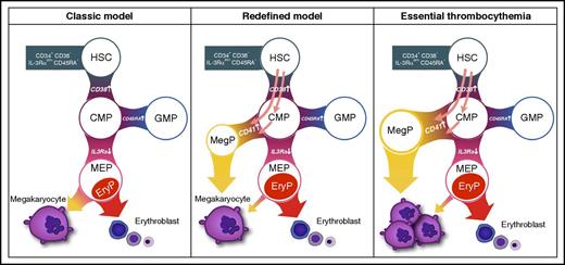 Model of megakaryopoiesis proposed by Miyawaki et al. Megakaryocyte production in human bone marrow proceeds through a unilineage MegP progenitor that can be purified within the classic CMP compartment as CD34+ CD38+ CD45RA− IL-3Rαdim CD41+. In patients with JAK2 V617F mutated essential thrombocythemia, the MegP population is expanded and may contribute to disease pathology. EryP, unipotent erythrocyte progenitor; GMP, granulocyte-macrophage progenitor. The figure has been adapted from Figure 7 in the article by Miyawaki et al that begins on page 3332.
