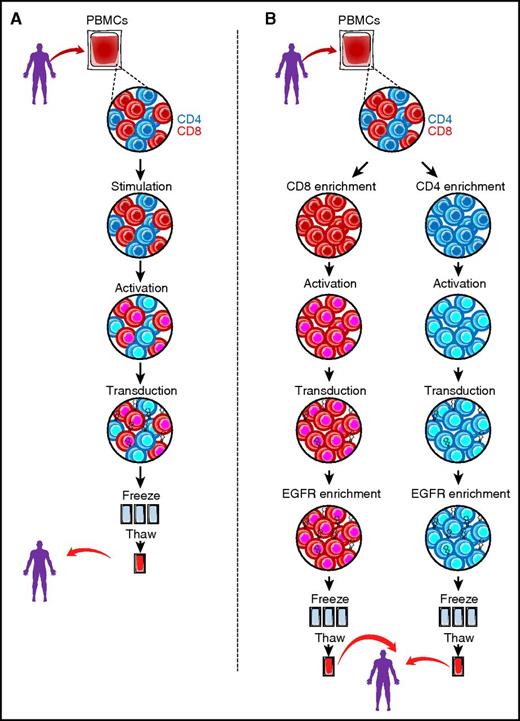 (A) Standard approach to manufacturing CD19 CAR T cells. After apheresis, bulk peripheral blood mononuclear cells (PBMCs) undergo stimulation and activation (with CD3/CD28 beads and cytokine supplementation) followed by transduction with a CD19 CAR vector of choice. After expansion, the bulk product is cryopreserved until ready for thaw and clinical use. (B) Manufacturing schema of PLAT-02 (defined formulation) CD19 CAR product. After apheresis, PBMCs undergo positive selection for CD8+ and CD4+ T cells by using immunomagnetic separation (CliniMACS device, Miltenyi Biotec). After enrichment, CD4 and CD8 T cells are separately activated with CD3/CD28 beads and then transduced with the lentiviral CD19 CAR vector expressing EGFRt in the presence of IL-7/IL-15 (CD4) and IL-15/IL-2 (CD8). The separate cell products undergo positive selection for EGFRt-expressing cells using the CliniMACS device, after which the individual products are cryopreserved until ready for thaw and clinical use.