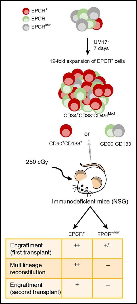 UM171 treatment of CD34-enriched CB cells induces the expansion of EPCR+ cells. EPCR− and EPCRlow cells are present within CD34+CD38−CD49fMed HSCs, but only EPCR+ cells also express a more primitive phenotype defined by the expression of both CD90 and CD133. Injection of EPCR+ sorted cells, but not EPCR−/low populations, into immunodeficient mice results in human engraftment with multilineage reconstitution.
