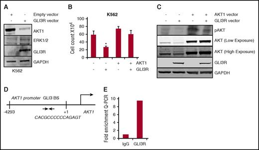 Figure 4. GLI3R suppresses Hh signaling via transcriptional repression of AKT. (A) K562 cells were transiently transfected with the GLI3R expression construct. After 48 hours, cell lysates were separated and immunoblotted using anti-AKT, anti-ERK1/2, anti-Myc, and anti-glyceraldehyde-3-phosphate dehydrogenase antibodies. Total AKT levels were significantly downregulated in GLI3R-expressing K562 cells. (B-C) Expression of AKT in GLI3R-overexpressing cells rescues the GLI3R-mediated growth inhibition. K562 cells were transiently transfected with the GLI3R and/or the AKT1 expression construct. Cell viability was tested by using trypan blue exclusion assay. *P < .05 compared with control. (D) Schematic diagram of the AKT1 promoter region with potential GLI3 binding site (BS). The 9 bp GLI-binding site sequence is shown. (E) Fold enrichment of GLI3 on AKT. ChIP assay was performed with control immunoglobulin G and GLI3R-specific antibodies.