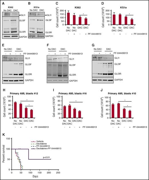 Figure 6. Epigenetic reactivation of GLI3 increases sensitivity to the SMO antagonist PF-04449913 in AML. (A-B) Treatment with the demethylating agent DAC increases GLI3R protein levels in AML cell lines. K562 and KG1a cells (low basal GLI3 levels) were cultured in the presence of DAC (1 nM) for 5 days with the drug replaced daily, and cell lysates were subjected to immunoblotting for GLI3 levels. Glyceraldehyde-3-phosphate dehydrogenase was used as loading control. (C-D) K562 and KG1a cells were treated with DAC (1 nM) for 5 days followed by PF-04449913 (100 nM) treatment for 2 days. Cell proliferation was measured by using trypan blue assay. *P < .05. (E-J) Primary AML blasts were treated ex vivo with DAC and PF-04449913. DAC sensitizes AML blasts to PF-04449913 by reducing cell viability and downregulating GLI1 expression. *P < .05. (K) Kaplan-Meier survival curve of mice transplanted with K562 cells and treated with vehicle (n = 6), PF-04449913 (n = 5), DAC alone (n = 6), and a combination of PF-04449913 and DAC (n = 6).