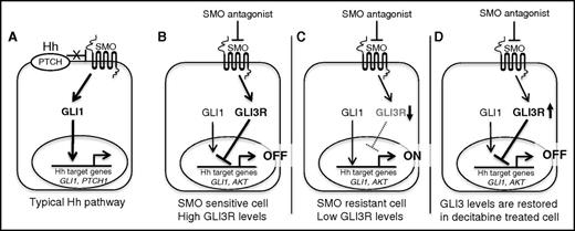 Figure 7. Schematic of canonical Hh pathway. (A) SMO antagonist–responsive cell (eg, BCC). (B-D) Revised schematic of Hh signaling in SMO-sensitive, SMO-resistant, and decitabine-treated AML cells.