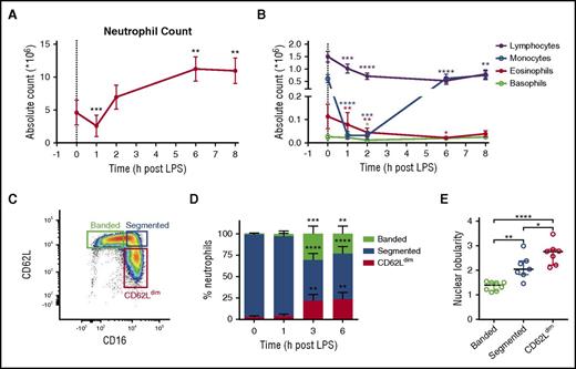 Figure 1. Kinetics of white blood cells and neutrophil subsets after LPS injection. (A) Neutrophil counts were decreased 1 hour after LPS injection (t = 0), followed by increased counts. (B) Counts of other leukocytes were also decreased at t = 1 hour, but most had recovered by t = 6 or 8 hours. (C) Different neutrophil subsets were identified (t = 3 hours) based on CD16 and CD62L expression. (D) The appearance of the banded and CD62Ldim subsets was followed over time. (E) After sorting, microscopic analysis of the different subsets isolated at t = 3 hours post–LPS challenge revealed an increasing nuclear lobularity from banded to segmented to CD62Ldim neutrophils. Symbols and bars represent mean ± 95% CI (n = 20) (A,B,D) or medians ± interquartile range (n = 7-8) (E). *P < .05, **P < .01, ***P < .001, and ****P < .0001 compared with t = 0 hours, as determined by repeated-measures 1-way analysis of variance with Dunnett’s or Holm-Sidak correction for multiplicity where applicable.