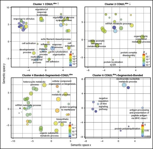 Figure 5. GO enrichment analysis for protein involvement in cellular processes. The 7 clusters from Figure 4 were subjected to GO enrichment analysis. After correction for multiple testing, 4 clusters revealed significant GO enrichments, which are plotted based on semantic similarities (ie, similar terms grouped together). Colors indicate false-discovery rate P values for each term, and the size indicates how general a term is, with a smaller size for a more specific term. Highly similar terms were removed for clarity but are provided in supplementary Table 3. ER, endoplasmic reticulum; MHC, major histocompatibility complex.