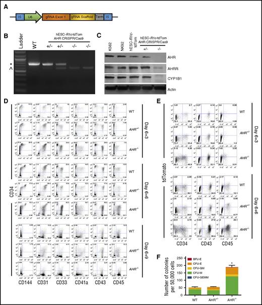 Figure 3. CRISPR/Cas9-engineered hESCs with AHR deletion demonstrate increased early hematoendothelial cell development. (A) gRNA cassette design targeting AHR. gRNA exon 1 indicates 22-nt gRNA specific to AHR exon 1. (B) Gel electrophoresis of PCR products produced from clonally derived hESC-RUNx1c-tdTomato cells nucleofected with AHR gRNA cassette. Genomic DNA was harvested and primers flanking the AHR exon 1 locus were used to generate a PCR product with predicted full-length of 718 bp. WT indicates negatively selected nucleofected hESC-RUNX1c-tdTomato hESCs; +/− indicates individual clones with AHR heterozygous deletion (AHR+/−); −/− indicates individual clones with AHR homozygous deletion (AHR−/−). (C) Immunoblot of protein lysate harvested from K562 cells (positive control), NK92 NK cells (positive control), WT hESC-RUNX1c-tdTomato (hESC-R1c-tdTom), heterozygous AHR-deleted hESC-RUNX1c-tdTomato (+/−), and homozygous AHR deleted hESC-RUNX1c-tdTomato (−/−). (D) Representative flow cytometry plots at day 6+3, day 6+6, and day 6+9 from 1 differentiation of WT hESC-RUNX1c-tdTomato (WT), heterozygous AHR hESC-RUNX1c-tdTomato deletion (AHR+/−), and homozygous AHR hESC-RUNX1c-tdTomato deletion (AHR−/−). Both adherent and nonadherent cell fractions are harvested at day 6+3, day 6+6, and day 6+9 and assessed for endothelial (CD31, CD144), and hematopoietic (CD33, CD41a, CD43, CD45) phenotype. (E) Representative flow cytometry plots at day 6+3 and day 6+6 from 1 differentiation assessing for RUNX1c expression based on tdTomato fluorescent reporter protein. (F) Nonadherent hematopoietic progenitor cells derived from WT hESC-RUNX1c-tdTomato, AHR+/− hESC-RUNX1c-tdTomato, or AHR−/− hESC-RUNX1c-tdTomato were harvested at day 6+5 and seeded at 50 000 cells per dish in a standard methylcellulose CFU assay (CFU). Colonies were counted for each treatment group following 2 weeks of culture and scored for the following morphological subsets, as previously described; n = 3, error bars represent SEM of the total number of colonies per 50 000 cells seeded. *P < .05 as assessed with 1-way ANOVA + Tukey-Kramer multiple comparisons post hoc test. IS, insertion sequence; Term, termination sequence. *718-bp amplicon; ^571-bp amplicon.