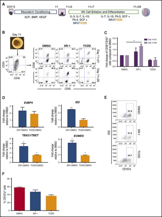 Figure 4. hESCs differentiated in the presence of SR-1 promote the development of functional NK cells. (A) Schema of hESC differentiation into lymphoid cells as spin EBs. hESCs are made into spin EBs at day 0 and cultured in stage 1 conditions with defined cytokines to promote mesoderm development for 11 days. At day 11, spin EBs are transferred onto OP9-DL1 in the presence of NKDM to promote lymphoid differentiation. Cells are treated beginning at day 11+0 with either 1 μM SR-1, 10 nM TCDD, or DMSO vehicle control with media exchanges and/or harvesting performed every week for up to 4 weeks. (B) At day 11, differentiated spin EBs (original magnification ×40) are phenotyped for CD34+CD45+ expression and transferred to OP9-DL1 stroma in NKDM. Nonadherent hematopoietic cells cultured either in the presence of DMSO, SR-1, or TCDD were assessed for developing NK-cell immunophenotype based on CD56+CD45+ expression at days 11+21, and 11+28; representative flow cytometry plots from 1 differentiation are shown. (C) Quantification of fold change in total percentage of CD56+CD45+ cells at both day 11+21 and day 11+28 when treated with DMSO, SR-1, or TCDD. SR-1 and TCDD treatments for each differentiation are normalized to DMSO controls; n = 3 independent differentiation experiments, error bars represent SEM. *P < .05 as assessed with 2-way ANOVA + Tukey-Kramer multiple comparisons post hoc test. (D) Nonadherent hematopoietic progenitor cells derived from hESCs differentiated in the presence of SR-1, TCDD, or DMSO controls were harvested at day 11+28 and probed for gene expression by qRT-PCR. For each gene, Ct values were normalized to GAPDH at each time point and data are presented as relative fold change to DMSO-treated controls; n = 3, error bars represent SEM. *P < .05; #P < .01 using the Student t test. (E) Nonadherent hematopoietic progenitor cells derived from hESCs differentiated in the presence of SR-1, TCDD, or DMSO controls were harvested at day 11+28 and assessed for CD107a expression following 4 hours of coculture with K562 target cells at a 2:1 effector:target ratio. Representative flow cytometry plots are shown from 1 experiment. (F) Quantification of percentage of CD107a+ cells when treated with DMSO, SR-1, or TCDD at day 11+28; n = 2-3 replicates. SSC, side scatter.