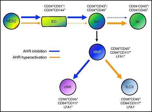 Figure 6. Model of AHR activity in human developmental hematopoiesis. AHR inhibition mediated by SR-1 (blue arrow) enhances the differentiation of both endothelial cells (ECs) and CD34+ hematopoietic progenitor cells. AHR hyperactivation mediated by TCDD (orange arrow) reciprocally acts to attenuate both ECs and CD34+ hematopoietic progenitor cells. Once CD34+ has been differentiated, AHR inhibition deters further differentiation into CD34− terminally matured hematopoietic cells, whereas AHR hyperactivation supports this process. Upon production of NKP cells, AHR inhibition promotes cNK cell differentiation (cNK), whereas AHR hyperactivation promotes ILC3 differentiation.