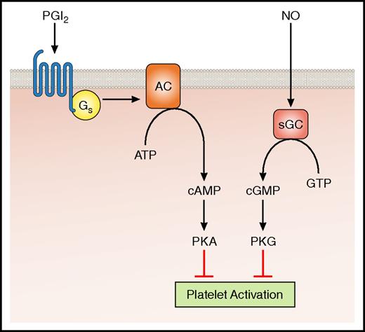 Figure 1. Inhibition of platelet activation by cyclic nucleotide generation. PGI2 and NO activation of cyclic nucleotide generation provide generalized inhibition of platelet activation. AC, adenylate cyclase; ATP, adenosine triphosphate; cAMP, cyclic adenosine monophosphate; cGMP, cyclic guanosine monophosphate; Gs, guanine nucleotide-binding protein stimulatory; GTP, guanosine triphosphate; PKA, protein kinase A; PKG, protein kinase G; sGC, soluble guanlyate cyclase. Professional illustration by Patrick Lane, ScEYEnce Studios.