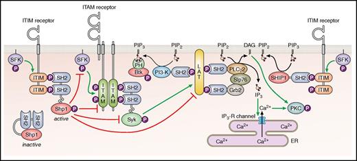 Figure 2. Classical inhibitory function of ITIM-containing receptors. The inhibition of ITAM-containing receptor signaling through the recruitment of the Src homology 2 (SH2) domain-containing protein-tyrosine phosphatases Shp1 and Shp2, or SH2 domain-containing inositol 5’-phosphatase 1 Ship1. Btk, Bruton's tyrosine kinase; DAG, diacylglycerol; ER, endoplasmic reticulum; IP3-R, inositol trisphosphate receptor; P, phosphate; PI3-K, phosphoinositide 3-kinase. Professional illustration by Patrick Lane, ScEYEnce Studios.