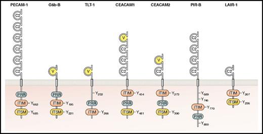 Figure 3. Platelet ITIM-containing receptors. The main structural features are shown, including the extracellular IgC2-like and IgV-like domains and the main intracellular signaling motifs, namely ITIMs (consensus sequence I/V/LxYxxL/V), ITSMs (consensus sequence TxYxxV/I), and PRRs (consensus sequence PxxP) along with nonconsensus ITIM/ITSM-like tyrosine residues. All receptors have been described in platelets except for LAIR-1, which is only found in megakaryocytes. Residues are numbered according to mature mouse peptide sequences, after cleavage of the signal peptide. Professional illustration by Patrick Lane, ScEYEnce Studios.