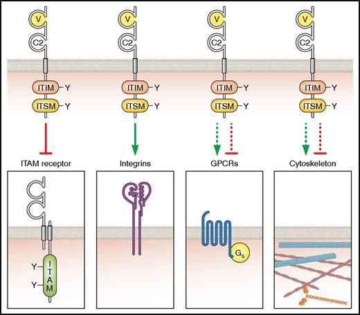 Figure 4. Classical and putative functions of ITIM-containing receptors. Increasing evidence is implicating ITIM-containing receptors as more than just inhibitors of ITAM-containing receptors, particularly as positive regulators of integrin-mediated functions. Their potential role in both regulating cytoskeletal remodeling and G protein–coupled receptor (GPCR) signaling warrants additional investigation. Professional illustration by Patrick Lane, ScEYEnce Studios.