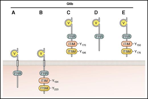 Figure 5. Established and putative isoforms of human G6b. The main structural features are shown, including the IgV domain, ITIM, ITSM, and PRR. G6b-A and -B contain transmembrane regions and are therefore represented as surface receptors. G6b-C, -D, and -E, identified in transcriptome analysis but not as expressed protein, are predicted to be secreted because they lack the transmembrane domain. Residues are numbered according to mature human peptide sequences, after cleavage of the signal peptide. Professional illustration by Patrick Lane, ScEYEnce Studios.