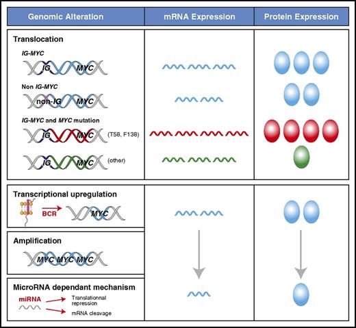 Figure 1. Mechanisms of MYC deregulation in aggressive lymphomas. The levels of MYC mRNA expression and protein can vary according to the mechanism that is driving transcription and the presence of MYC mutations, which are reflected as different colors for mRNA and protein (blue for wild type). MYC mRNA is the highest in the context of an IG-MYC translocation. Decreased mRNA degradation in patients who have MYC T58 mutations (red) can further increase MYC mRNA levels, whereas other mutations can decrease MYC protein levels (green). MYC transcription can be increased through mechanisms other than translocations, but they are more variable and generally result in lower MYC protein expression.