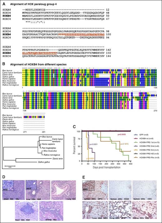 Figure 1. Deletion of the highly conserved proline-rich region of HOXB4 induces acute myeloid leukemia (AML) in mice. Multiple sequences alignments of (A) HOX paralog group 4 proteins (reference sequences: HOXA4: gi|133778294, HOXD4: gi|23397672, HOXB4: gi|12007115, HOXC4: gi|11993919). (B) Multiple sequence alignment of HOXB4 proteins from different species: Homo sapiens NP_076920.1, Pan troglodytes XP_001173043.1, Canis lupus XP_003639319, Bos taurus NP_001071582.1, Mus musculus NP_034589.3, Rattus norvegicus XP_573184.1, Gallus gallus NP_990624.1, and Danio rerio NP_571193.1. The different colors correspond to the different amino acid classes. In the bottom box, the dendrogram shows the relationship distances (bar indicates genetic distances). (C) Survival curves of transplanted mice. P values of comparisons to HOXB4-ΔPRD229-360 are indicated. (D) Histologic examinations of multiple organs infiltrated by leukemic blasts from a representative HOXB4-ΔPRD229-360 diseased mouse. (E) Immunohistochemical examination of multiple organs infiltrated by leukemic blasts from a representative HOXB4-ΔPRD229-360 diseased mouse that received a second transplant. H&E, hematoxylin and eosin; MPO, myeloperoxidase.