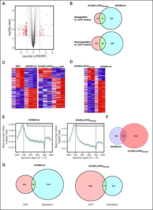 Figure 2. HOXB4-∆PRD229-360 induces different DNA-binding and transcription program than HOXB4-wt. (A) Volcano plot representing differentially expressed genes in BM progenitor cells overexpressing HOXB4-ΔPRD229-360 in comparison with BM cells overexpressing HOXB4-wt. Log ratios of expression values for each gene for HOXB4-ΔPRD229-360 mutant vs HOXB4-wt are plotted against –log10 of P values. (B) Venn diagrams showing the overlap between genes commonly upregulated and downregulated in BM progenitor cells upon overexpression of HOXB4-ΔPRD229-360 and HOXB4-wt in comparison with the GFP control. (C) Heat maps of genes differentially expressed between HOXB4-ΔPRD229-360 and HOXB4-wt in comparison with the GFP control BM cells. (D) Heat map of genes differentially expressed between HOXB4-ΔPRD229-360 and HOXB4-wt BM progenitor cells. (E) ChIP-sequencing analysis. Genomic distribution of binding sites for HOXB4-wt and HOXB4-ΔPRD229-360 over the gene body, focused on the 2000 bp’s upstream of the transcription start site and downstream of transcription end site. The intragenic distance between the transcription start site and transcription end site in the x-axis is indicated as percent of total gene body length. (F) Venn diagram showing genes bound by HOXB4 and HOXB4-ΔPRD229-360 and differentially expressed in 32D cells. Genes bound and differentially expressed are indicated as overlap (direct targets). (G) Venn diagrams showing overlap between genes affected in their expression and genes bound by (left) HOXB4-wt and by (right) HOXB4-ΔPRD229-360 in 32D cell line (supplemental Tables 7 and 8).
