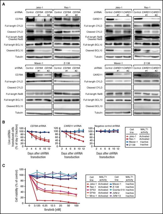 Figure 2. Activation of MALT1 is caused by constitutive BCR signaling in MCL. (A) Western blot analysis of CD79A, CARD11, CYLD, RelB, and BCL10 following shRNA-mediated knockdown of CD79A and CARD11, respectively. Cleavage of CYLD, RelB, and BCL10 was significantly downregulated following CD79A or CARD11 knockdown, respectively, in MALT1-activated cell lines (Jeko-1 and Rec-1), whereas none of these cleaved forms was detectable in MALT1-inactive cell lines (Maver-1 and Z-138) and the expression levels of the corresponding full-length forms were not affected. (B) shRNA-mediated knockdown of CD79A and CARD11 was toxic to the MALT1-activated cell lines Jeko-1 and Rec-1. In contrast, the MALT1-inactive cell lines Maver-1 and Z-138 were unaffected by CD79A and CARD11 knockdown. A previously described, nontoxic shRNA against MSMO1 did not induce toxicity in any cell line. Data are shown as means ± standard deviations (SDs) of at least 3 independent experiments. (C) Cell viability of MCL cell lines after incubation with the BTK inhibitor ibrutinib. Representative results from at least 3 independent replicates are shown. Error bars indicate SDs.