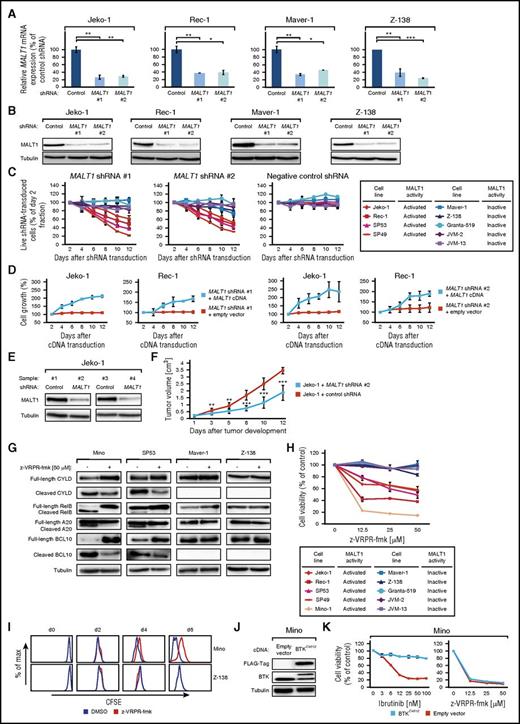 Figure 3. Subsets of MCLs are addicted to MALT1. (A) Effect of MALT1 shRNA #1 and #2 on MALT1 mRNA level in MALT1-activated (Jeko-1 and Rec-1) and MALT1-inactive (Maver-1 and Z-138) MCLs 48 hours after shRNA induction measured by quantitative PCR. MALT1 mRNA levels were normalized to expression of GAPDH. Error bars indicate SDs. (B) Effect of MALT1 shRNA #1 and #2 on MALT1 protein in MALT1-activated (Jeko-1 and Rec-1) and MALT1-inactive (Maver-1 and Z-138) MCLs 48 hours after shRNA induction measured by western blotting. (C) Effect of MALT1 knockdown by 2 independent shRNAs on viability of MCL cell lines. A previously described, nontoxic shRNA against MSMO1 did not induce toxicity in any cell line. Data are shown as means ± SDs of at least 3 independent experiments. (D) Rescue of Jeko-1 and Rec-1 cells from MALT1 shRNA-induced toxicity by exogenous expression of a MALT1 cDNA. Data are shown as means ± SDs of at least 3 independent experiments. (E) Western blot analysis of MALT1 knockdown in Jeko-1 mouse xenograft tumor biopsies from cells transduced with MALT1 shRNA #2 compared with control shRNA-transduced cells (shRNA against MSMO1). (F) Tumor growth curve of Jeko-1 xenograft mouse models that inducibly express MALT1 shRNA #2 (blue) or a control shRNA against MSMO1 (red). MALT1 knockdown significantly reduced in vivo tumor growth (P = 1.9 × 10−5, MALT1 shRNA vs control shRNA on day 12; 1-tailed 2-sample t test). Error bars indicate SDs. (G) Western blot analysis of MCL cell lines, treated with z-VRPR-fmk for 48 hours, for cleavage of CYLD, RelB, A20, and BCL10 in MALT1-activated MCL cell lines (Mino and SP53) vs MALT1-inactive MCLs (Maver-1 and Z-138). (H) Cell viability of MCL cell lines after incubation with the MALT1 inhibitor z-VRPR-fmk. Representative results from at least 3 independent replicates are shown. Error bars indicate SDs. (I) Carboxyfluorescein diacetate succinimidyl ester staining after treatment with z-VRPR-fmk or DMSO was measured on day 0 and after 2, 4, and 6 days. In Z-138 cells, no difference in cell proliferation was detectable (P = .4 on day 6). In contrast, Mino cells showed reduced proliferation after treatment with z-VRPR-fmk (P < 10−15 on day 6). Representative results from at least 3 independent replicates are shown. (J) Western blotting for FLAG and BTK following transduction of Mino cells with either a BTKC481S cDNA or an empty vector. (K) Determination of cell viability of Mino cells expressing either an empty vector (red) or a BTKC481S cDNA (blue) following treatment with ibrutinib or z-VRPR-fmk. Representative results from at least 3 independent replicates are shown. Error bars indicate SDs. *P < .05, **P < .01, ***P < .001.